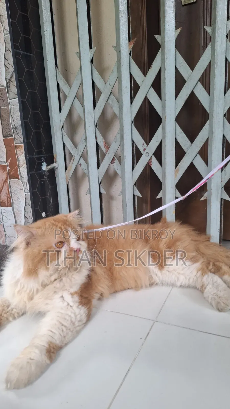 6-12 months Male Purebred Persian
