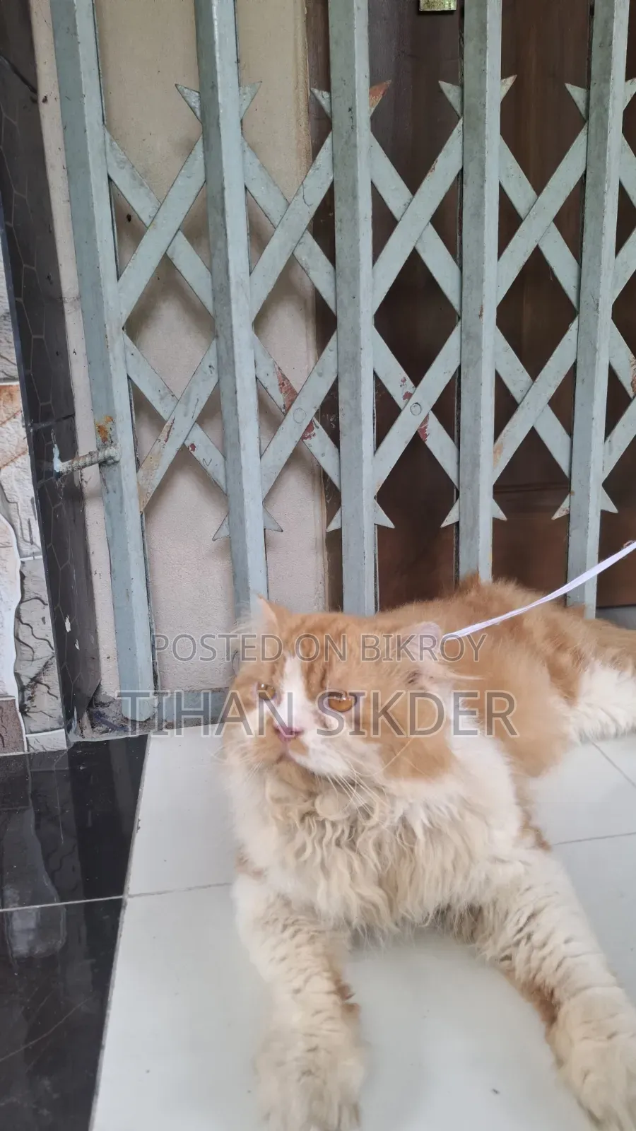 6-12 months Male Purebred Persian