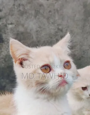 3-6 months Female Purebred Cat