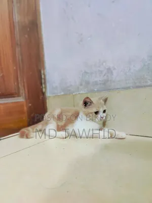 3-6 months Female Purebred Cat