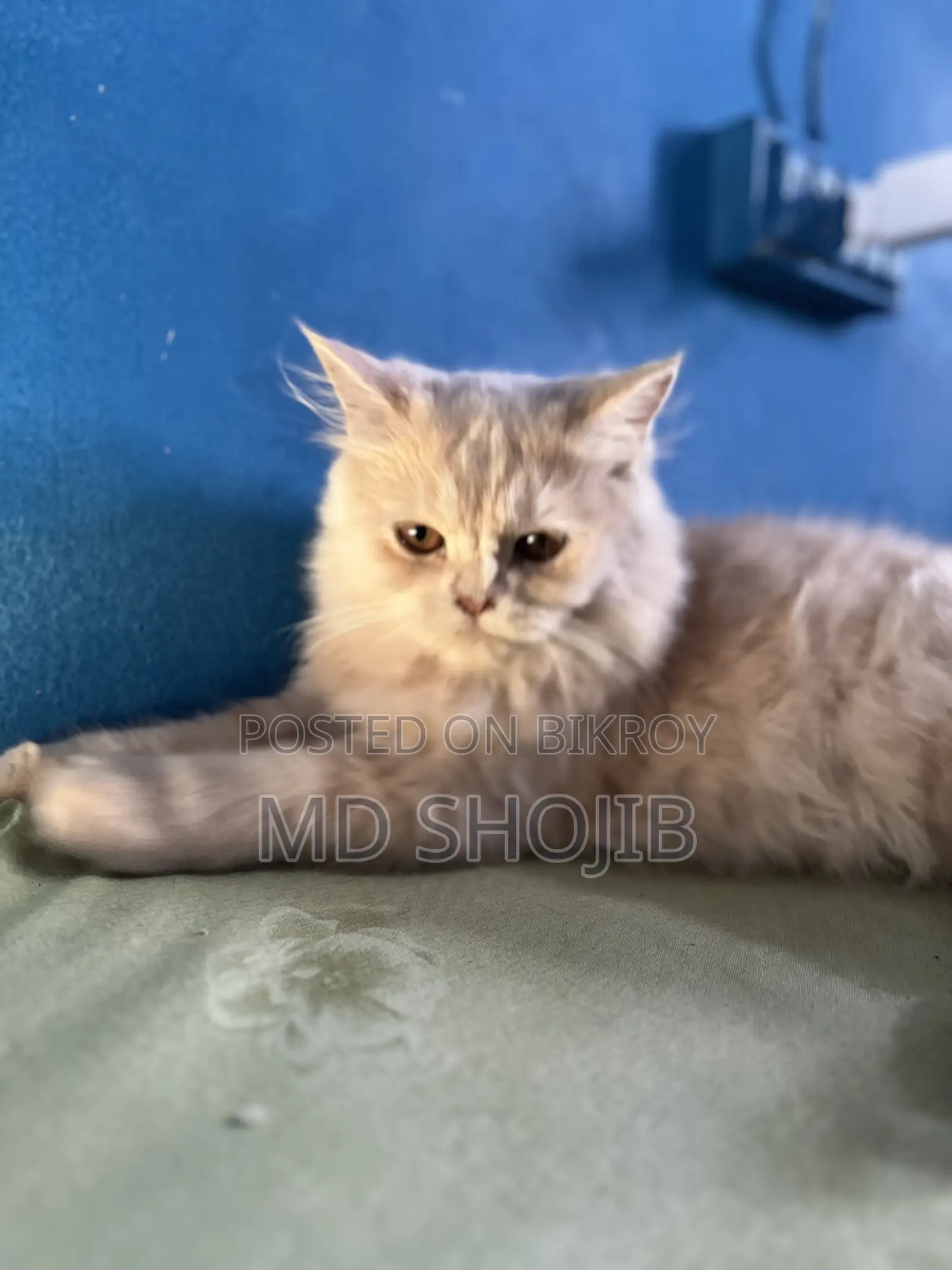 6-12 months Male Purebred Persian
