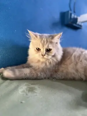 6-12 months Male Purebred Persian