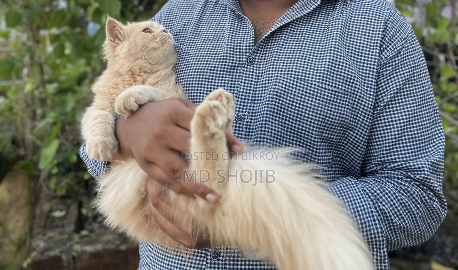 6-12 months Male Purebred Persian