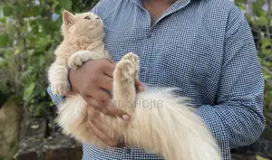 6-12 months Male Purebred Persian