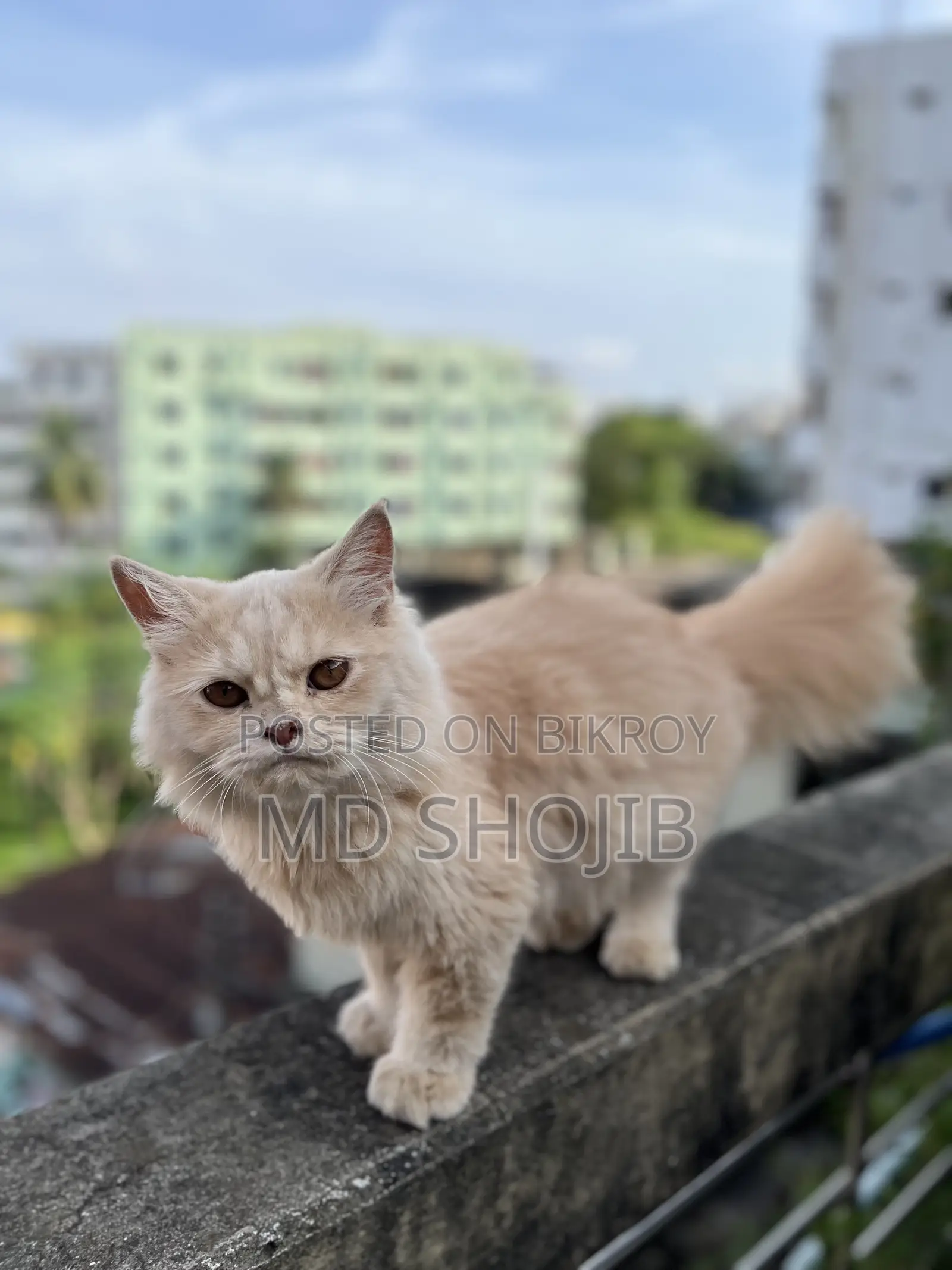 6-12 months Male Purebred Persian