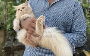 6-12 months Male Purebred Persian