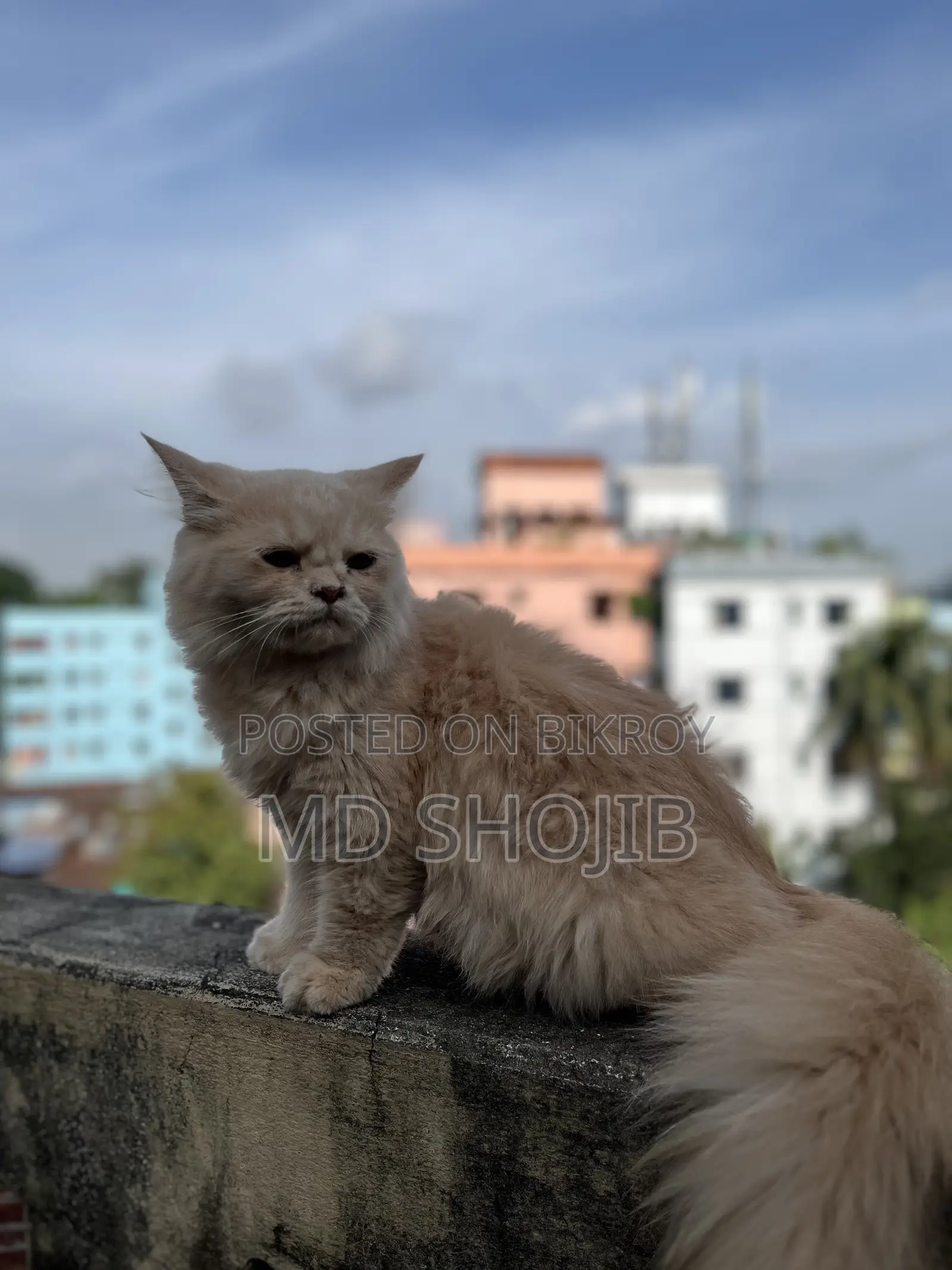 6-12 months Male Purebred Persian
