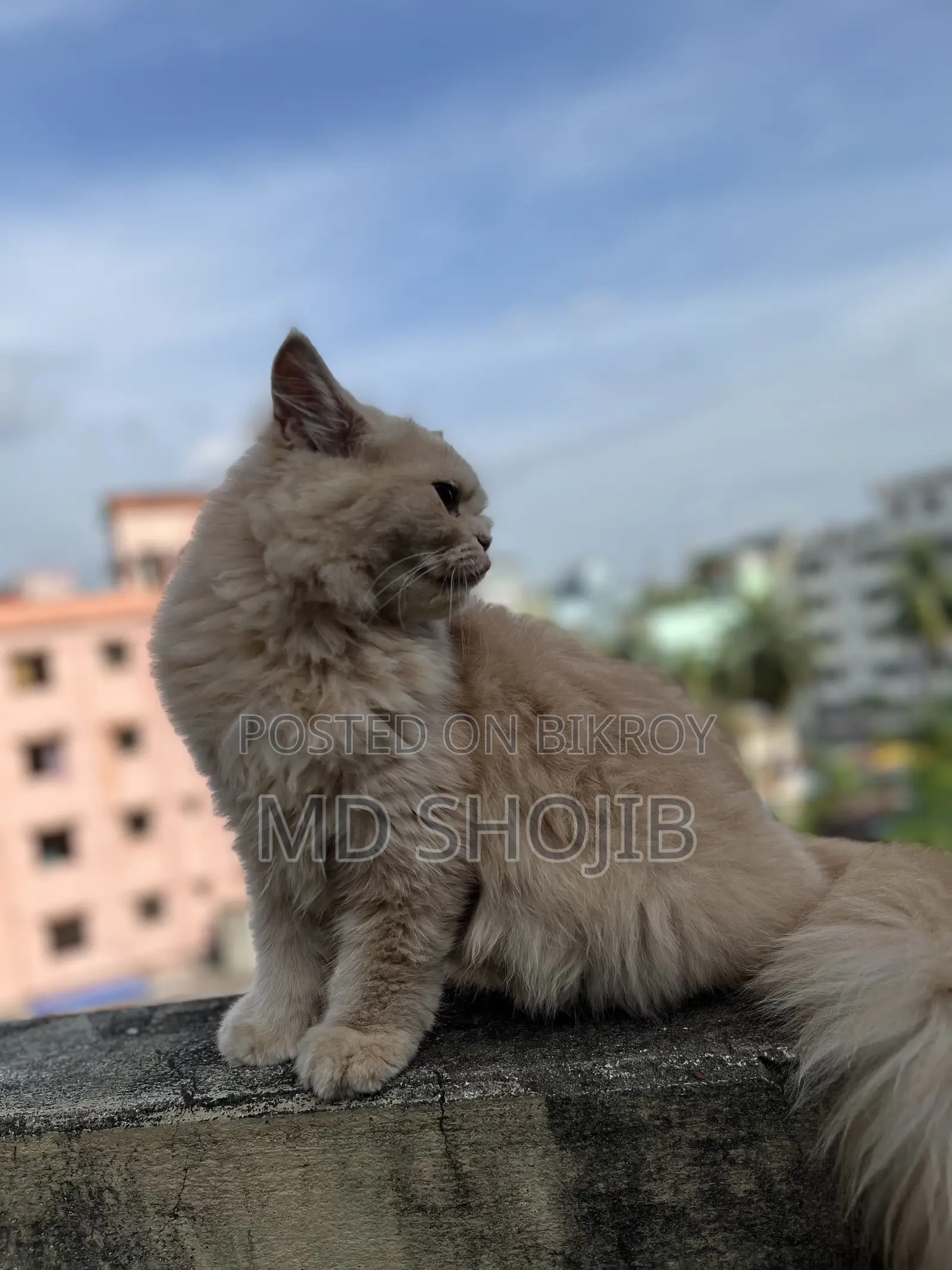 6-12 months Male Purebred Persian