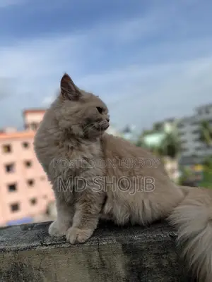 6-12 months Male Purebred Persian