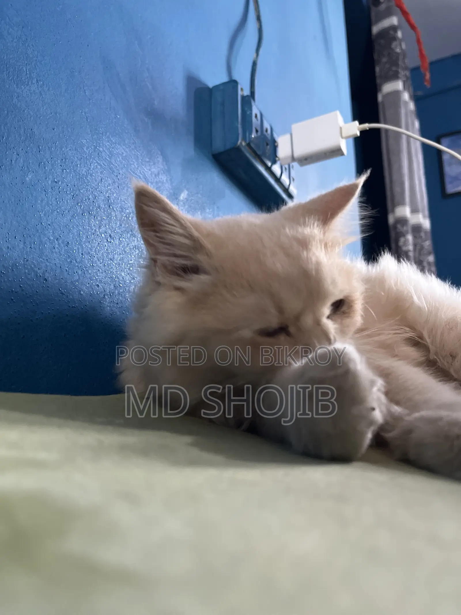 6-12 months Male Purebred Persian