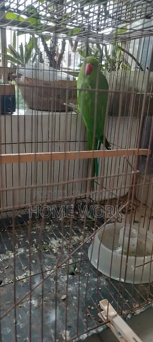 Rose- Ringed Parakeet