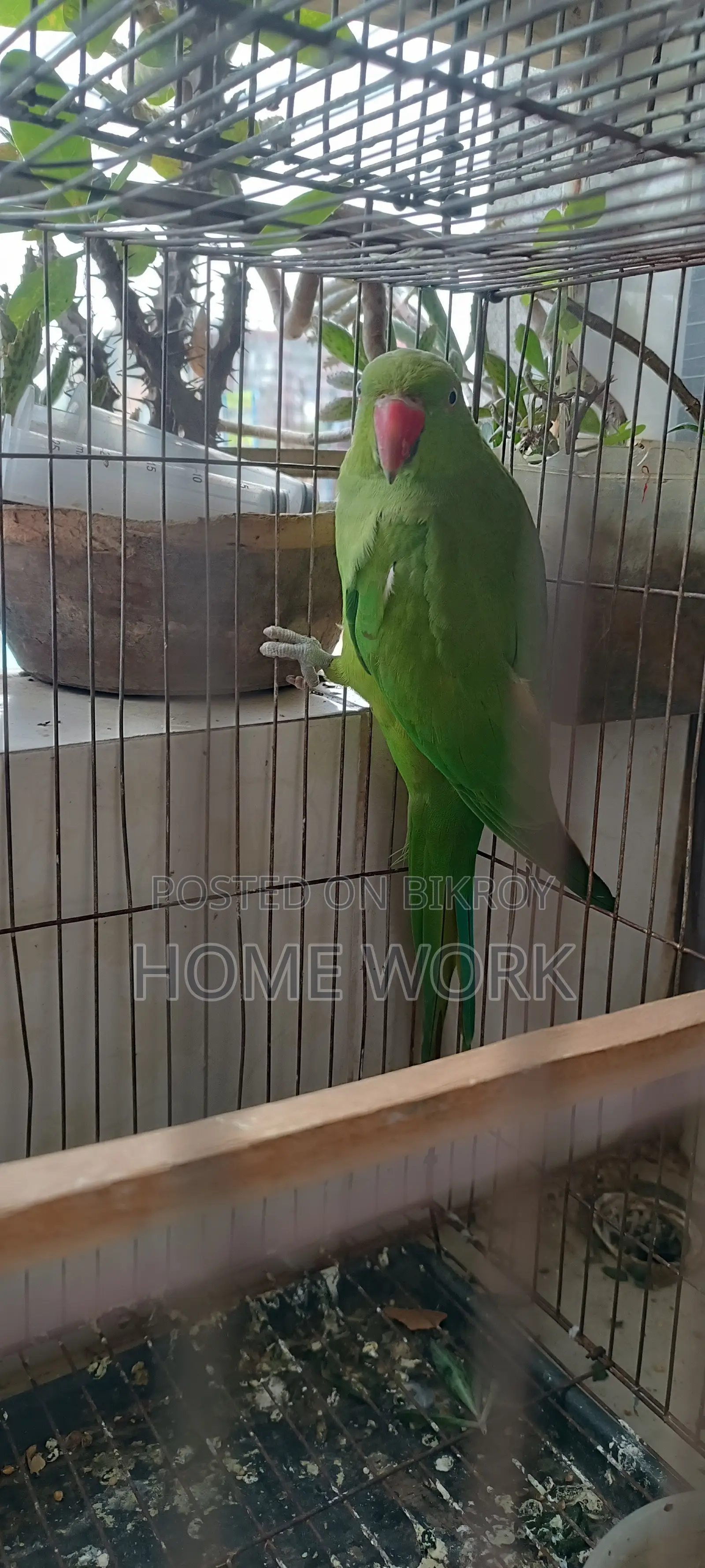 Rose- Ringed Parakeet