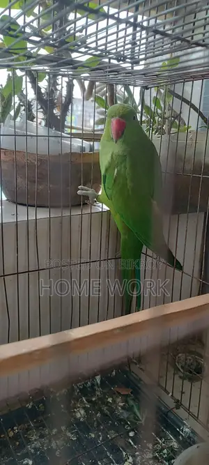 Rose- Ringed Parakeet
