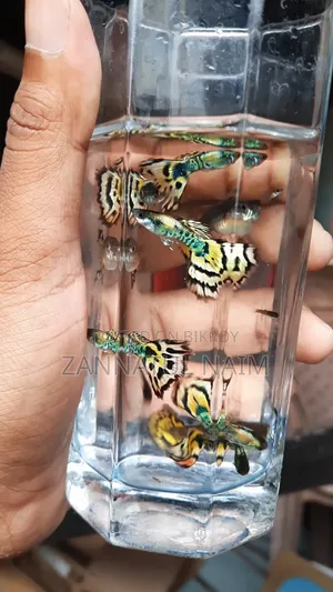 গ্রিন কোবরা গাপ্পি