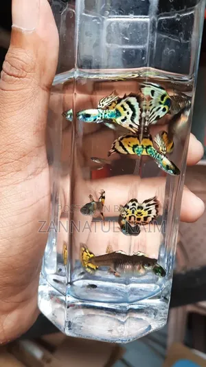 গ্রিন কোবরা গাপ্পি