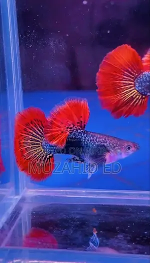Guppy Fish