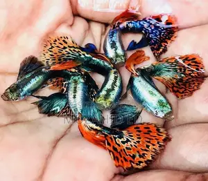 Guppy Fish