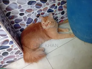 6-12 months Female Mixed Breed Cat