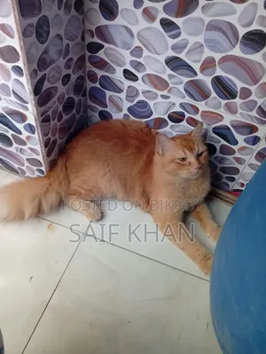 6-12 months Female Mixed Breed Cat