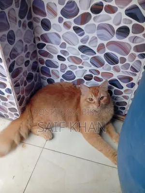 6-12 months Female Mixed Breed Cat