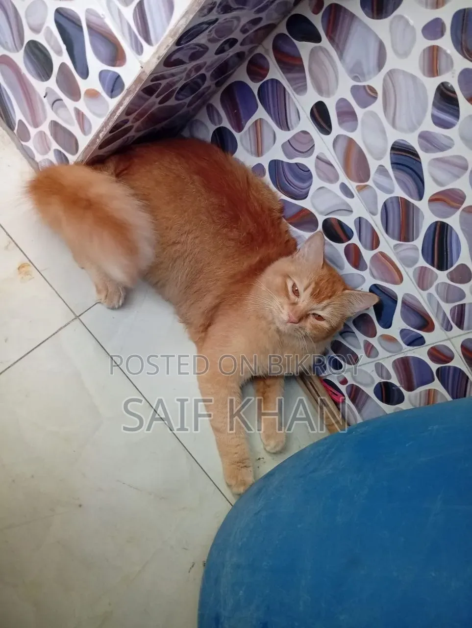 6-12 months Female Mixed Breed Cat