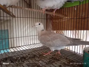 ২ জোড়া ঘুঘু নতুন