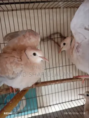 ২ জোড়া ঘুঘু নতুন