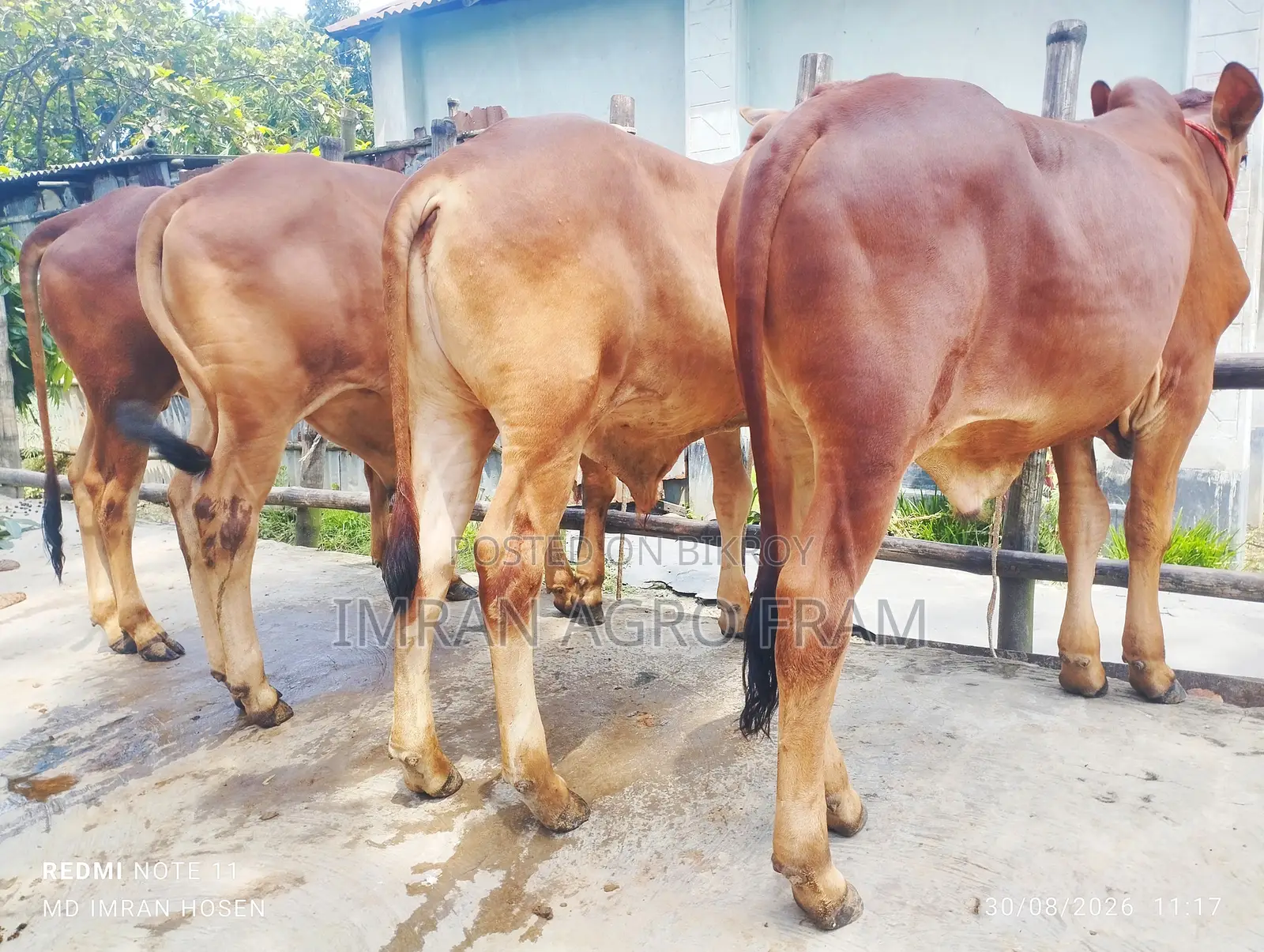 4টি ক্রস বাহামা কিনুন, পাইকারি দরে এবং ক্যাশ অন ডেলিভারিতে।