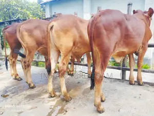 4টি ক্রস বাহামা কিনুন, পাইকারি দরে এবং ক্যাশ অন ডেলিভারিতে।