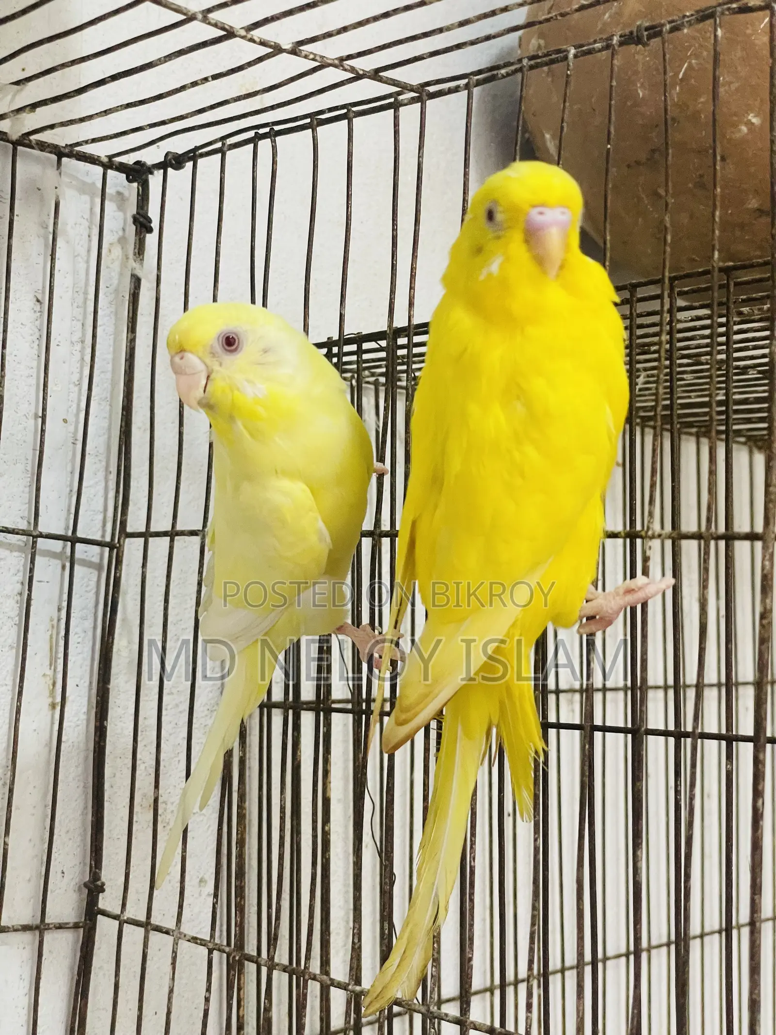 Lutino Red Eye Budgies