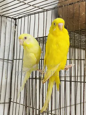 Lutino Red Eye Budgies