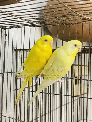 Lutino Red Eye Budgies