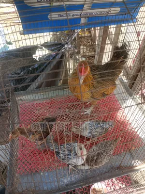 Deshi chicken with chicks