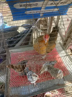 Deshi chicken with chicks