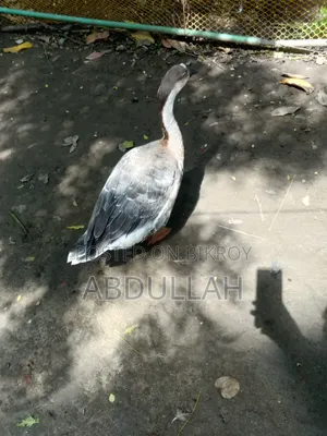 রাজা হাঁস মাদী