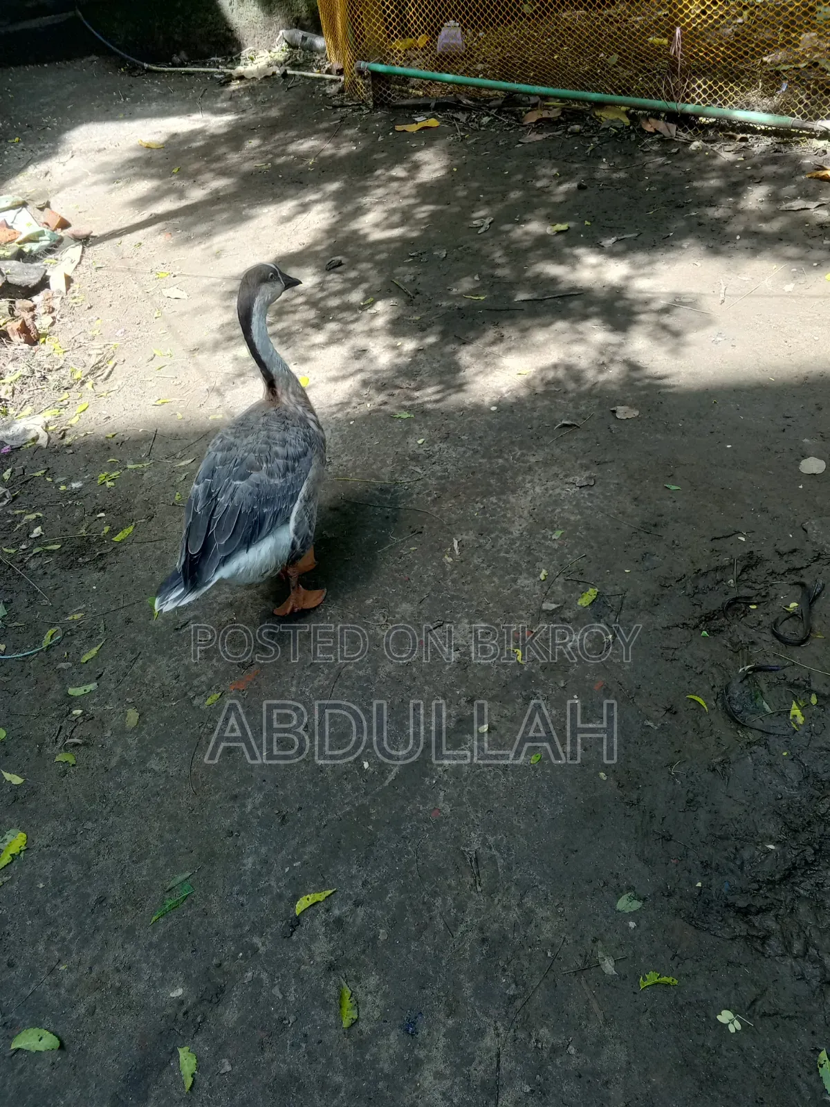 রাজা হাঁস মাদী