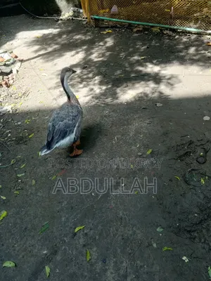 রাজা হাঁস মাদী