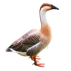 রাজা হাঁস মাদী