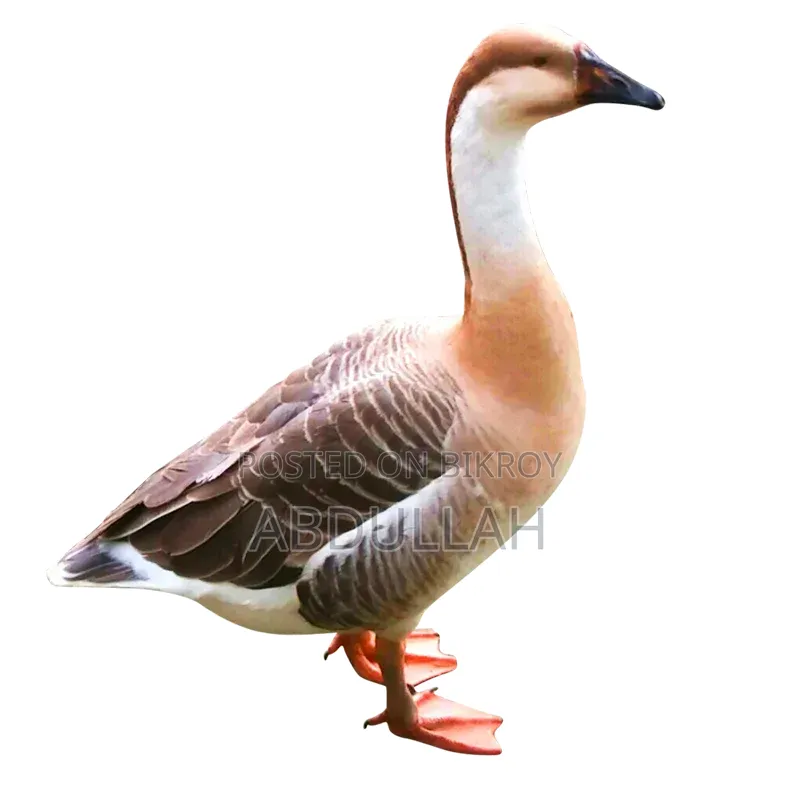 রাজা হাঁস মাদী