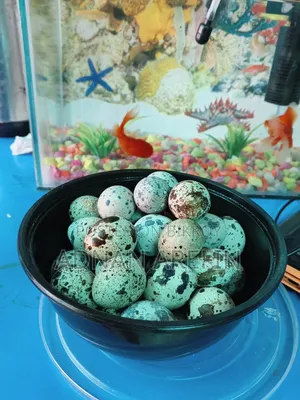 Quail Eggs