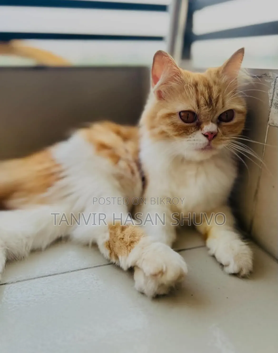 1+ year Female Purebred Persian