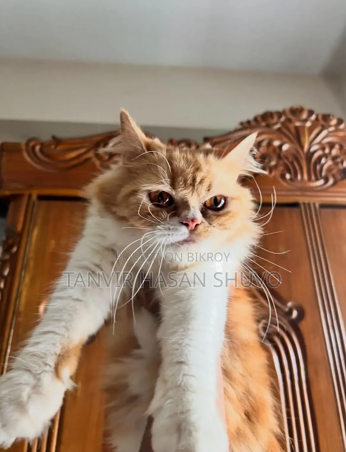 1+ year Female Purebred Persian