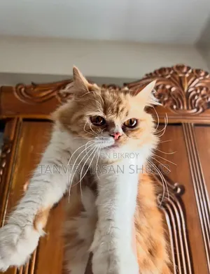1+ year Female Purebred Persian