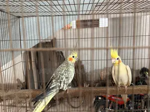 1 Pair Cockateil