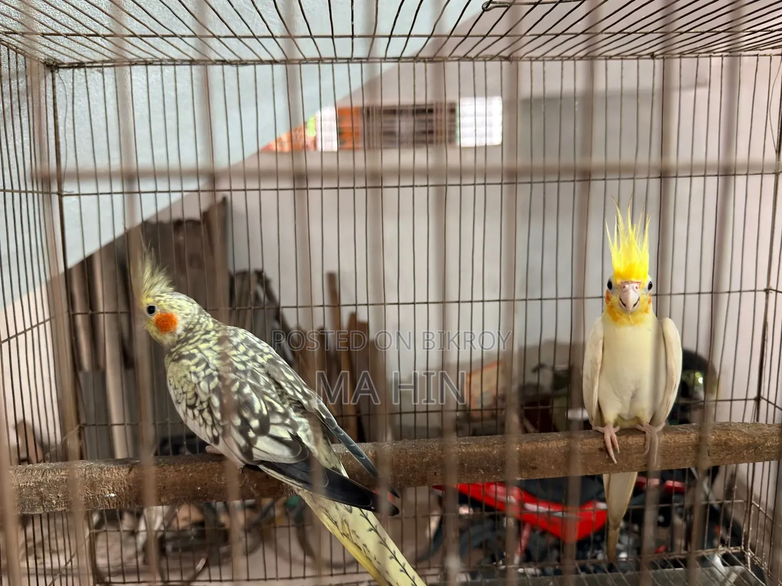 1 Pair Cockatiel
