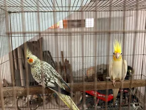 1 Pair Cockatiel