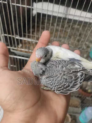 Bajigar Baby Pair