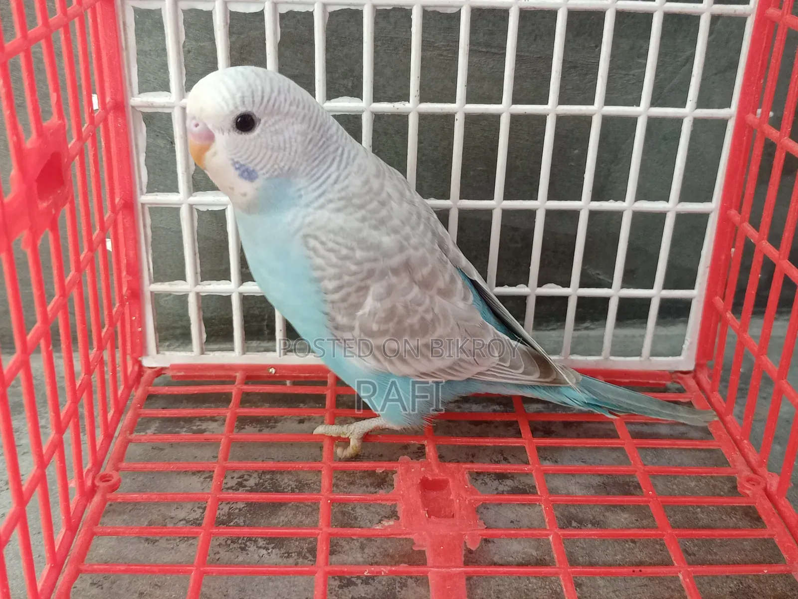 1 Pair of Budgerigar Birds