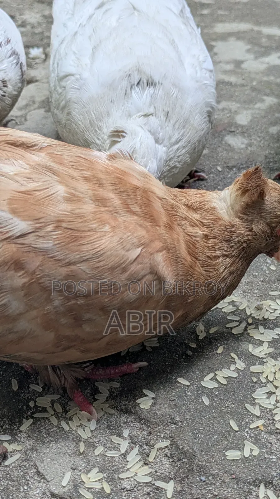 ২ জোরা একটা কবিতর