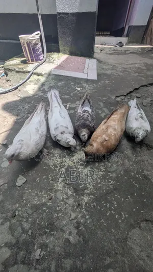 ২ জোরা একটা কবিতর